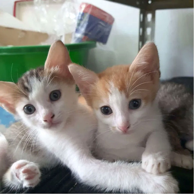 Luna &amp; Simba - Domestic Short Hair Cat