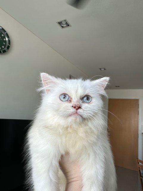 Puteh &amp; Slick - Ragdoll Cat