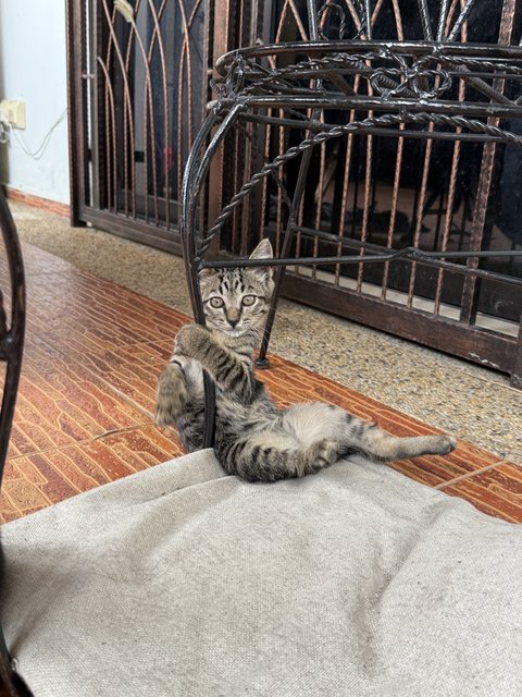 PF141198 - Domestic Short Hair + Tabby Cat
