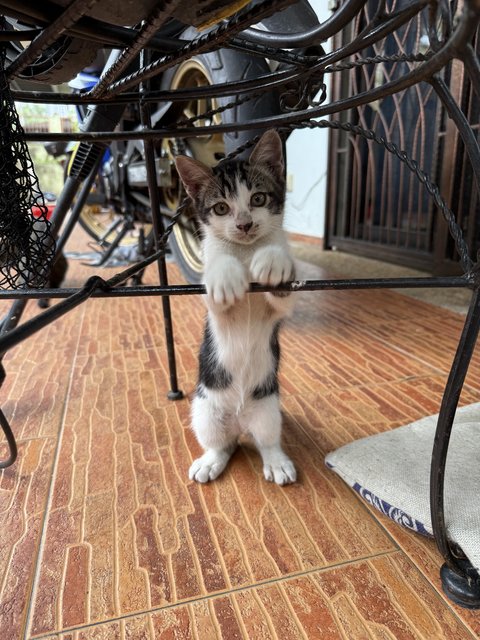 PF141198 - Domestic Short Hair + Tabby Cat