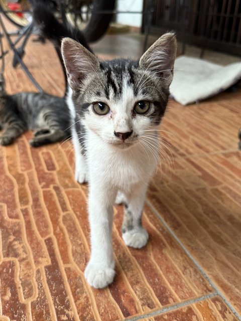 PF141198 - Domestic Short Hair + Tabby Cat