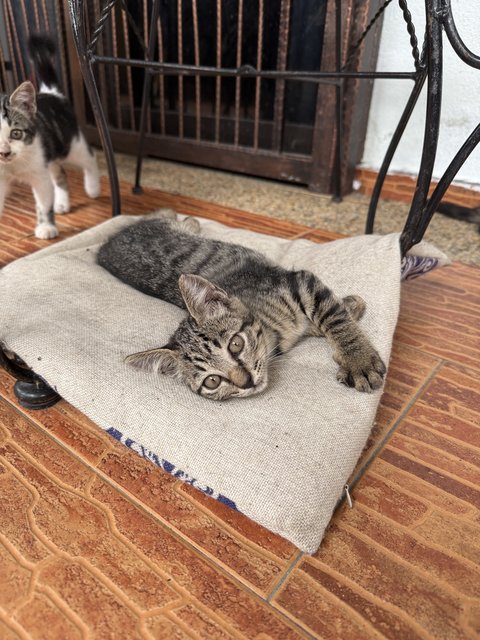 PF141198 - Domestic Short Hair + Tabby Cat