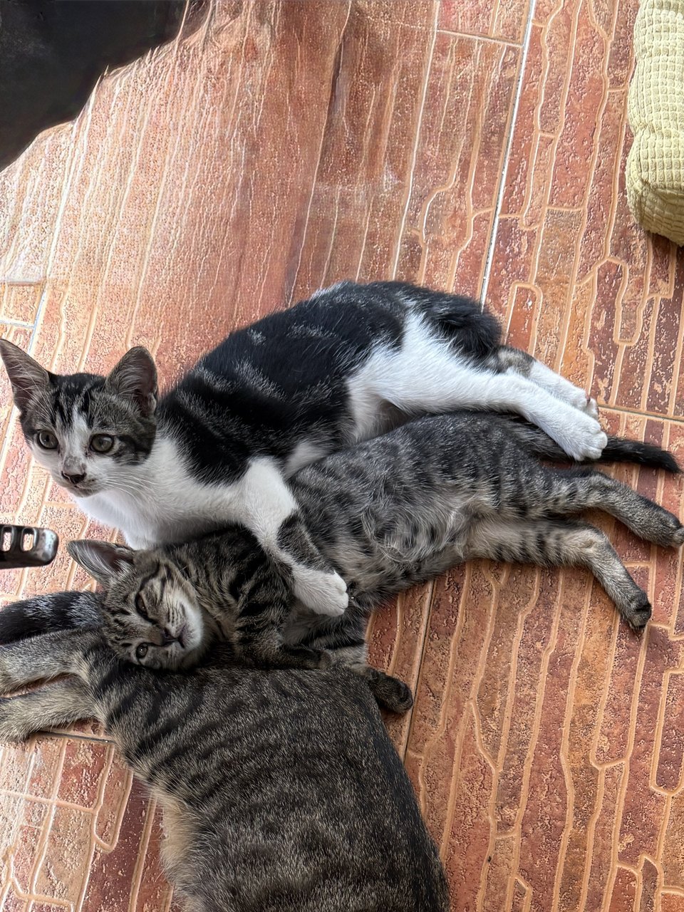 PF141198 - Domestic Short Hair + Tabby Cat