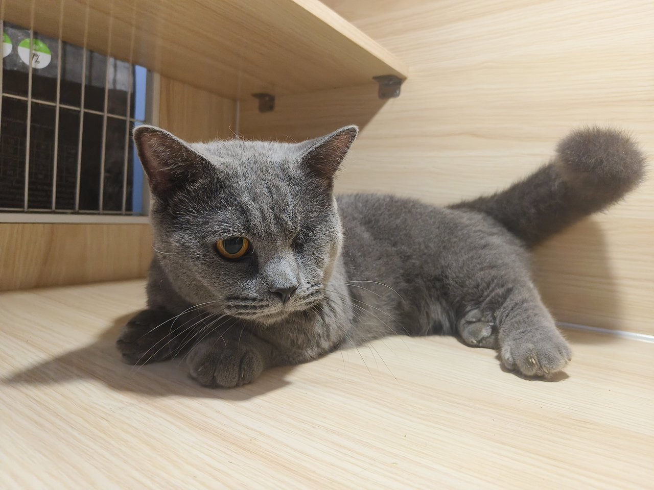 Jacker - Munchkin + British Shorthair Cat