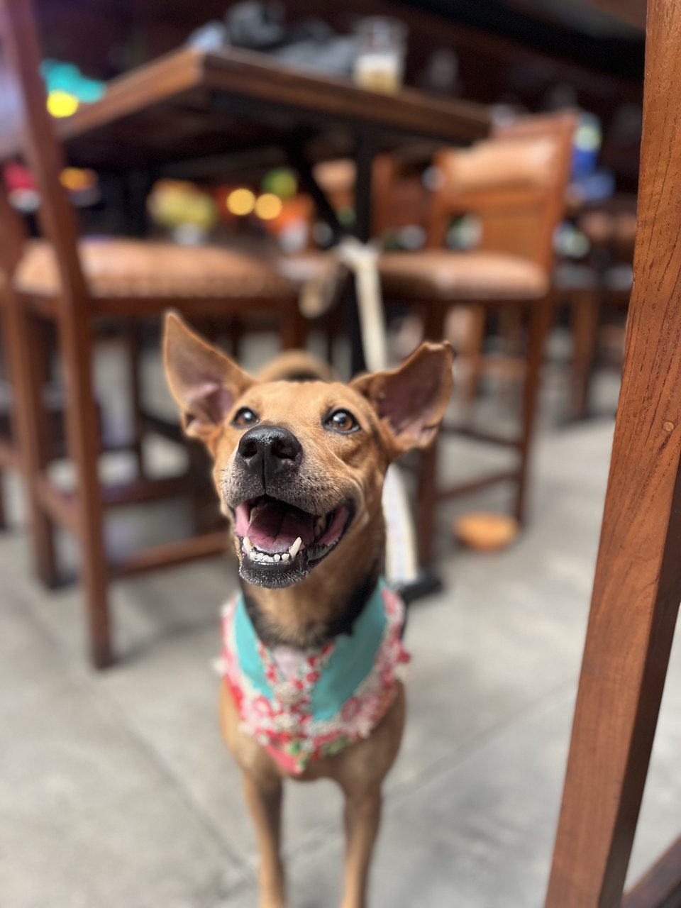 Lexi - Mixed Breed Dog