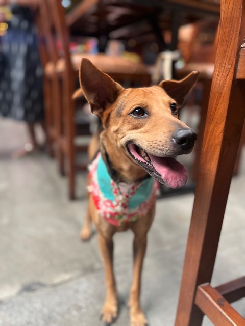 Lexi - Mixed Breed Dog