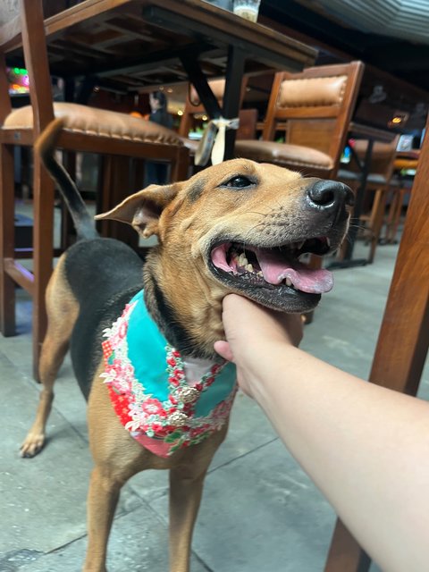 Lexi - Mixed Breed Dog