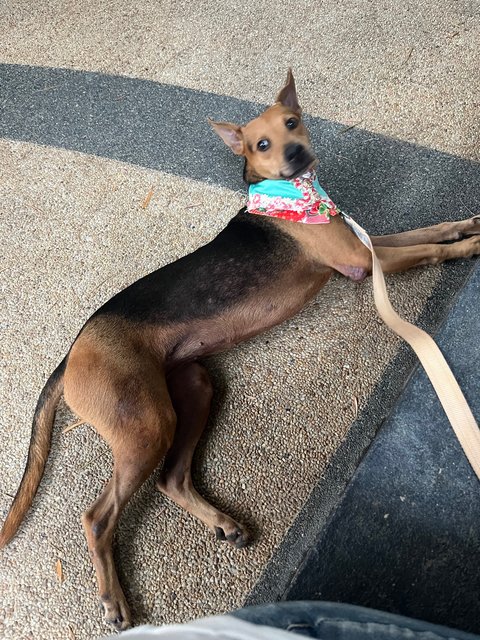 Lexi - Mixed Breed Dog