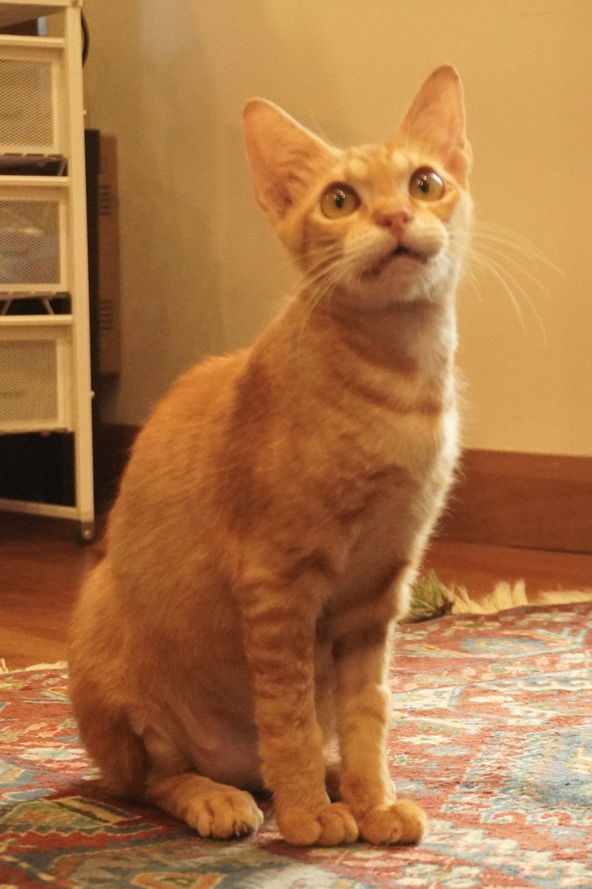 Genki - Domestic Short Hair Cat