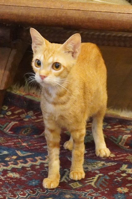 Genki - Domestic Short Hair Cat