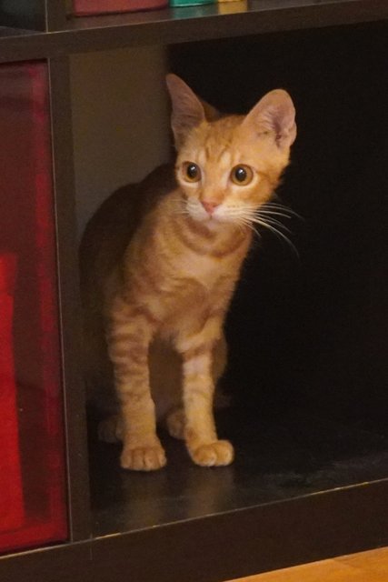 Genki - Domestic Short Hair Cat