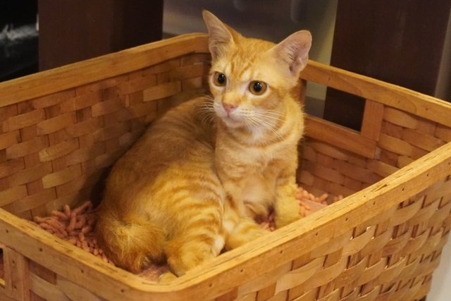 Genki - Domestic Short Hair Cat