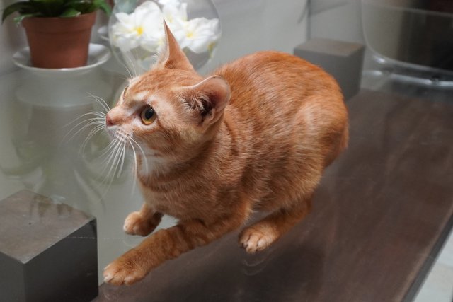 Genki - Domestic Short Hair Cat