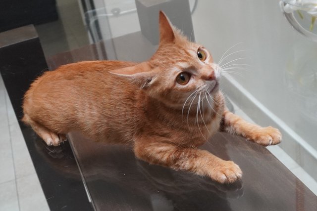 Genki - Domestic Short Hair Cat