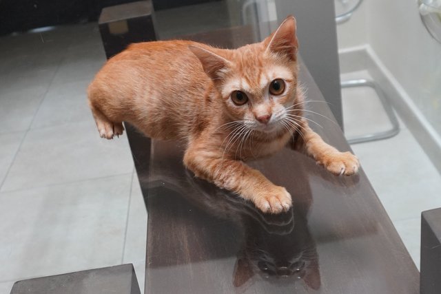 Genki - Domestic Short Hair Cat