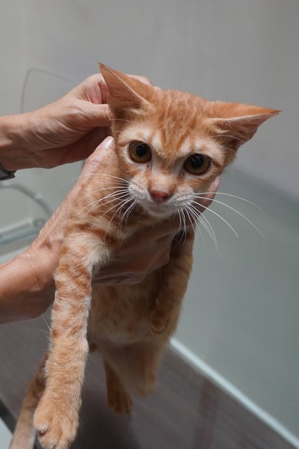 Genki - Domestic Short Hair Cat