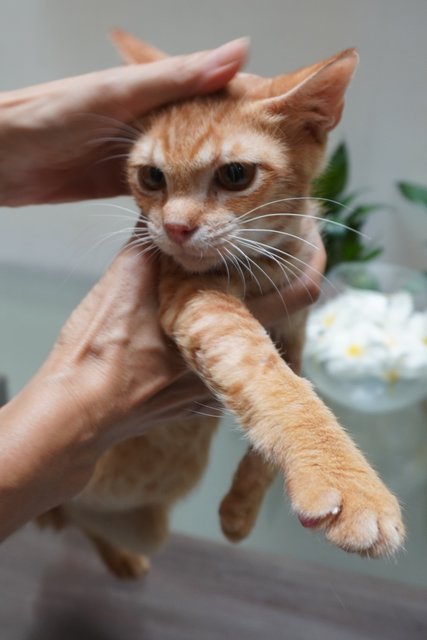 Genki - Domestic Short Hair Cat