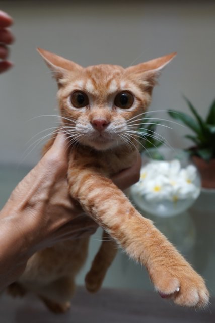 Genki - Domestic Short Hair Cat