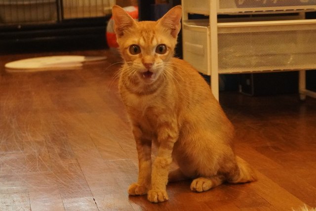 Genki - Domestic Short Hair Cat