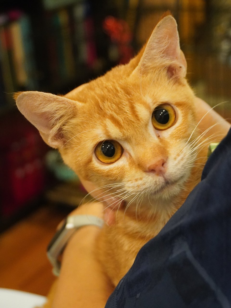 Genki - Domestic Short Hair Cat