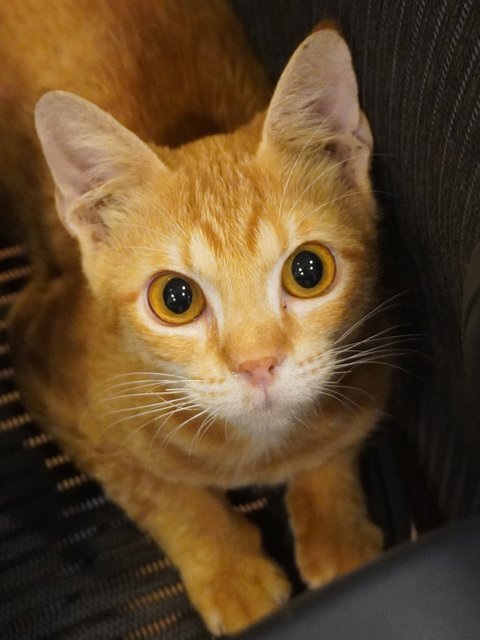 Genki - Domestic Short Hair Cat