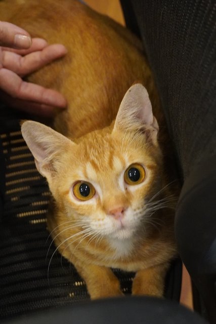 Genki - Domestic Short Hair Cat