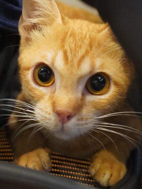 Genki - Domestic Short Hair Cat
