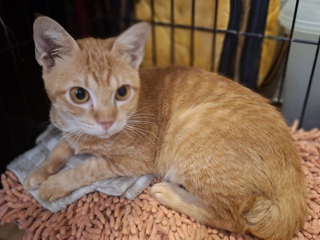 Genki - Domestic Short Hair Cat