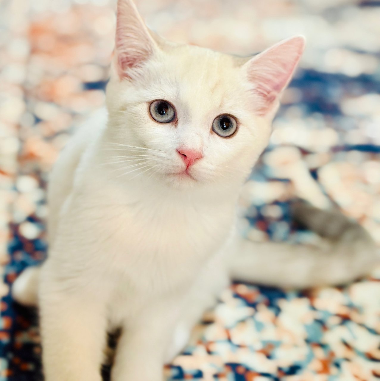 Kittens 4  - Persian + British Shorthair Cat