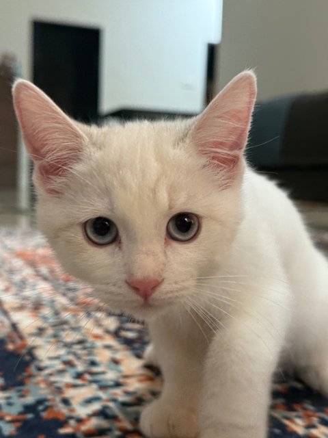 Kittens 4  - Persian + British Shorthair Cat