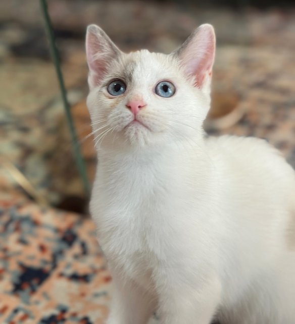 Kittens 4  - Persian + British Shorthair Cat