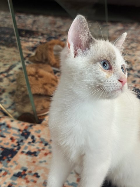 Kittens 4  - Persian + British Shorthair Cat