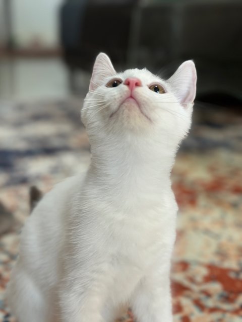 Kittens 4  - Persian + British Shorthair Cat
