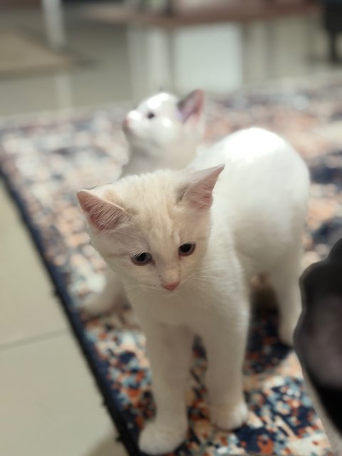Kittens 4  - Persian + British Shorthair Cat