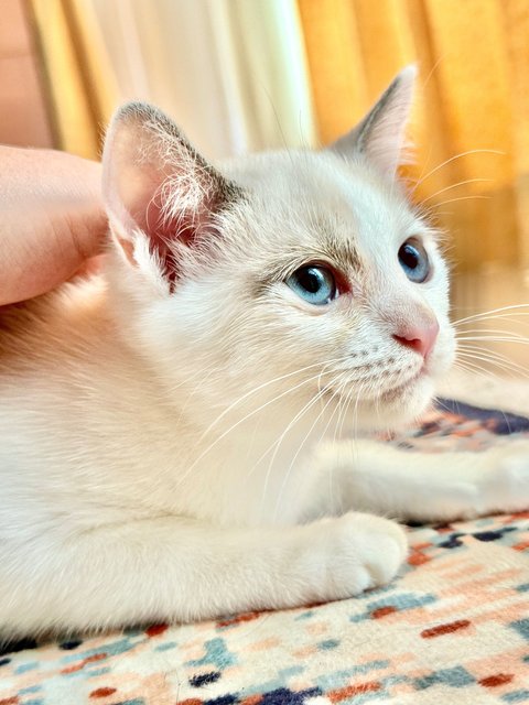 Kittens 4  - Persian + British Shorthair Cat