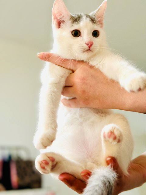 Kittens 4  - Persian + British Shorthair Cat