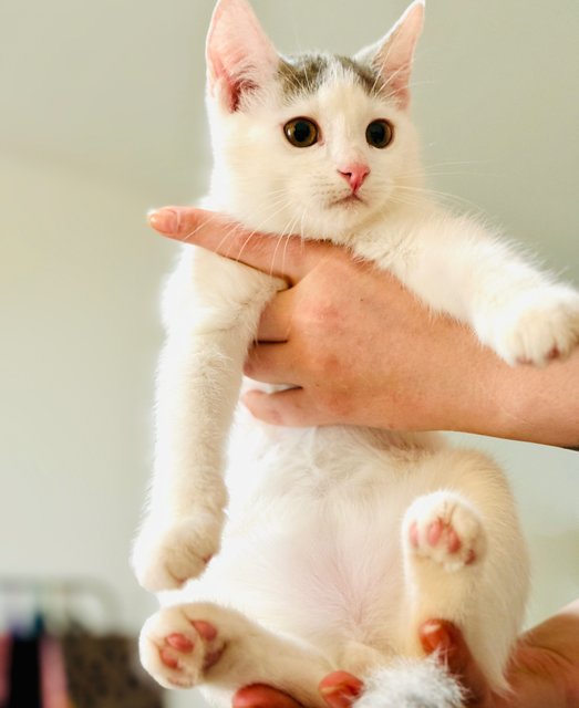 Kittens 4  - Persian + British Shorthair Cat