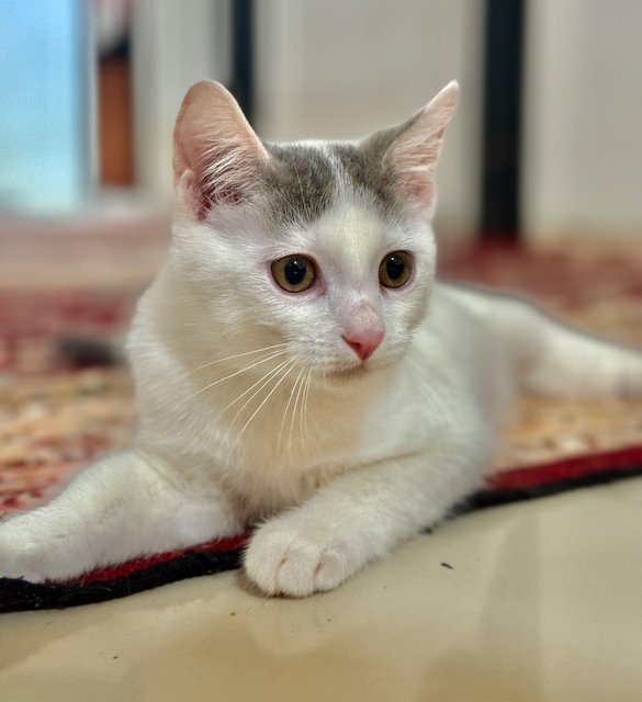 Kittens 4  - Persian + British Shorthair Cat