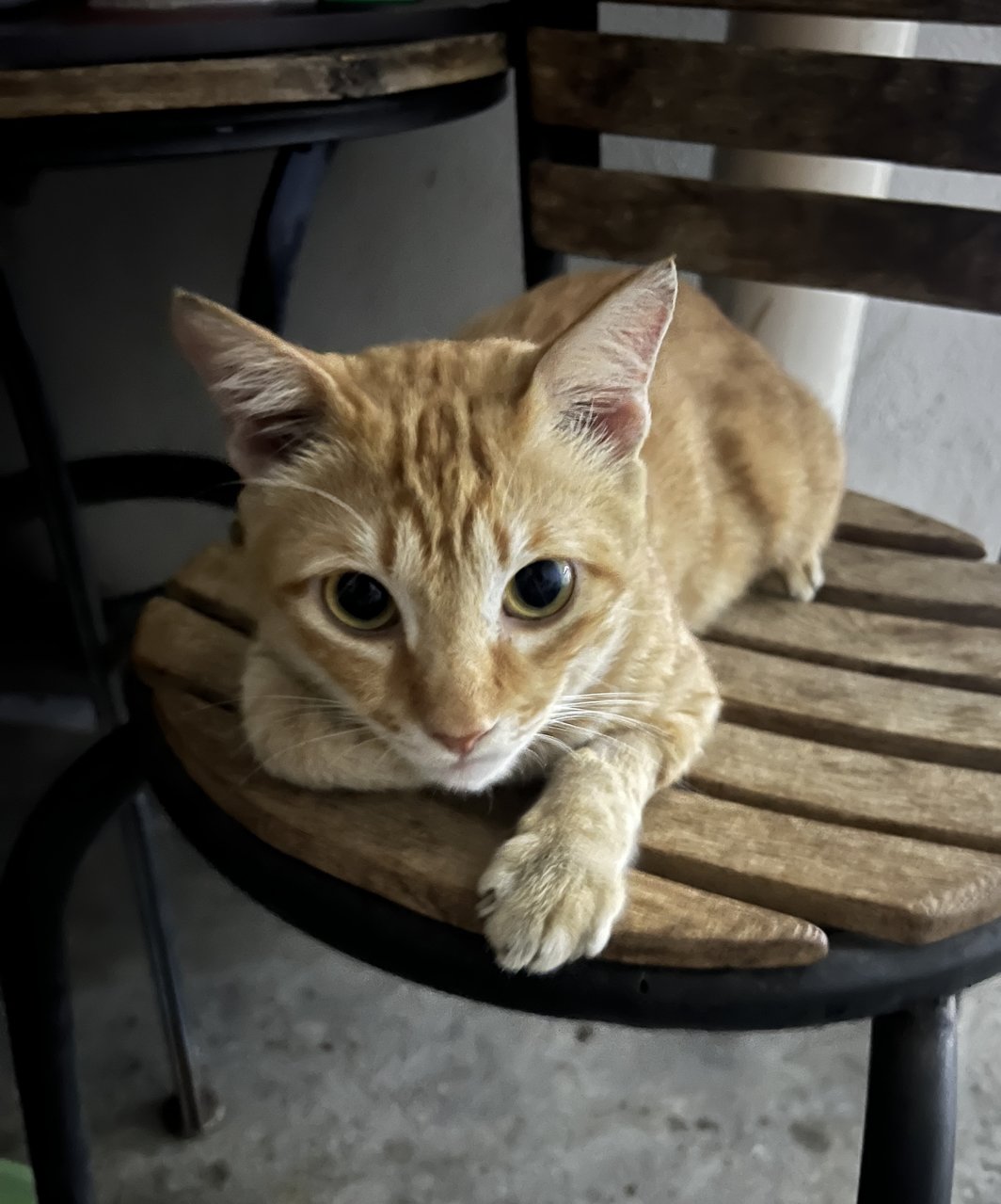 Momo - Tiger + Domestic Short Hair Cat