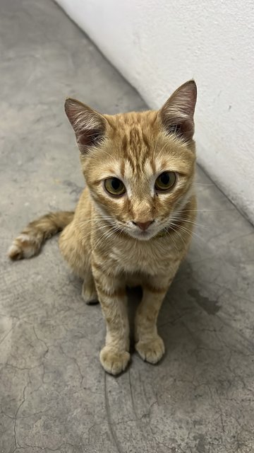 Momo - Tiger + Domestic Short Hair Cat