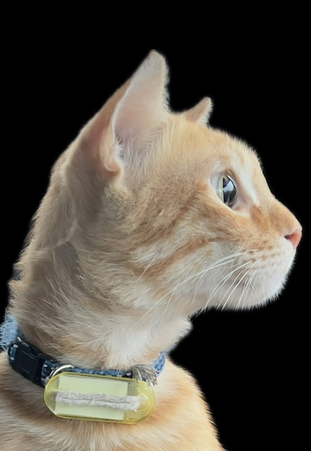 Momo - Tiger + Domestic Short Hair Cat
