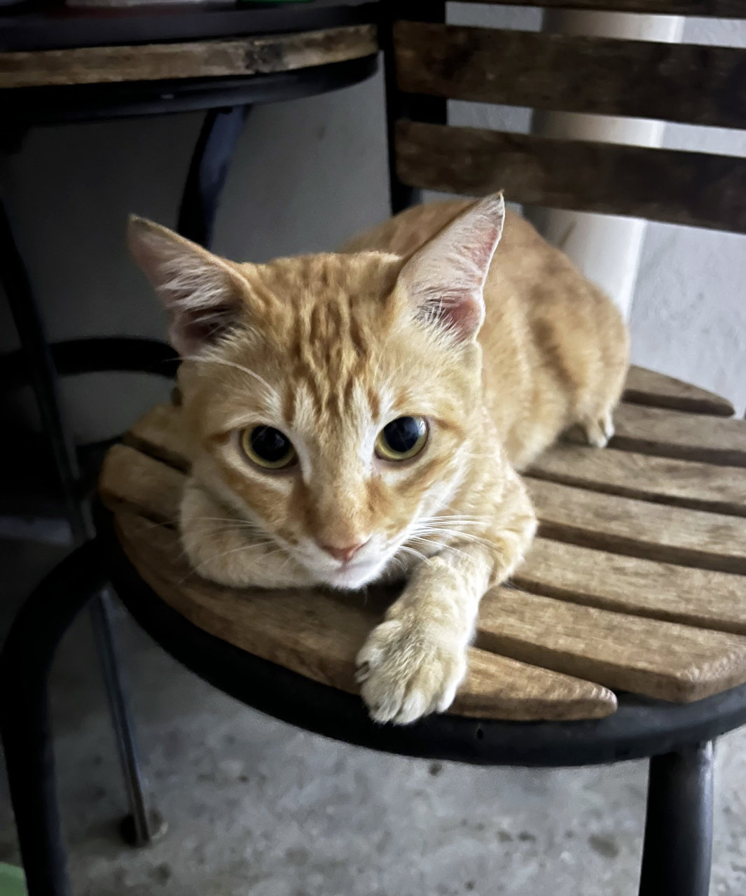 Momo - Tiger + Domestic Short Hair Cat
