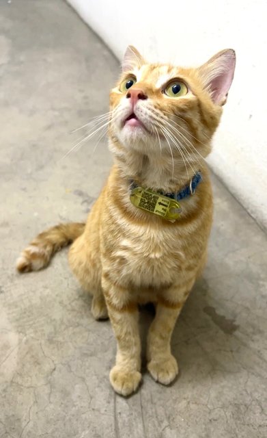 Momo - Tiger + Domestic Short Hair Cat