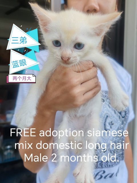 Kitten Male - Siamese + Domestic Long Hair Cat
