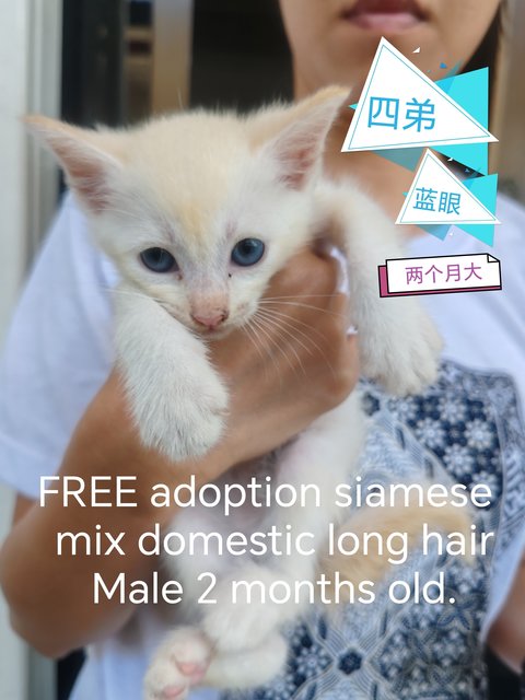 Kitten Male - Siamese + Domestic Long Hair Cat