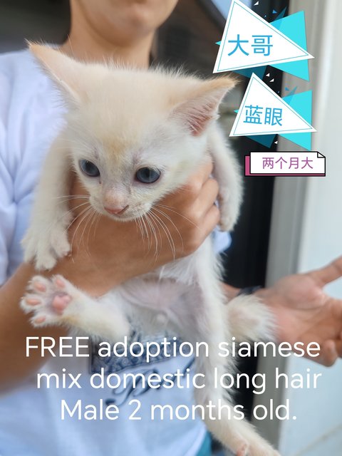 Kitten Male - Siamese + Domestic Long Hair Cat