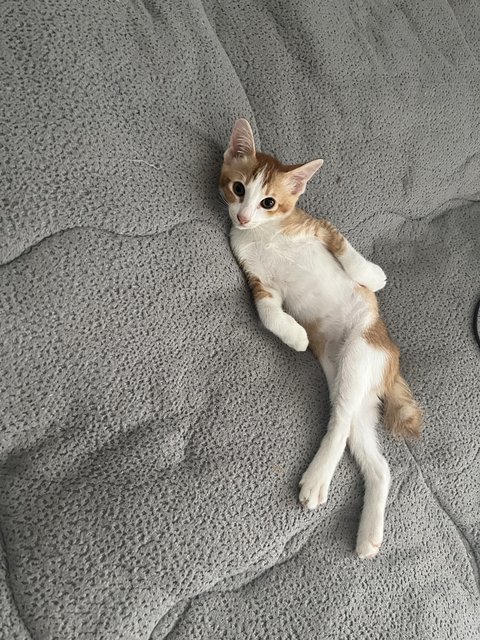 Warning he can be very sassy as per the picture.