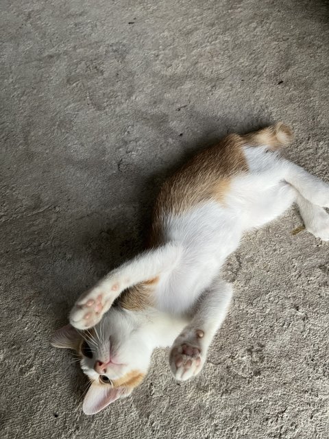 Toro - Domestic Short Hair Cat