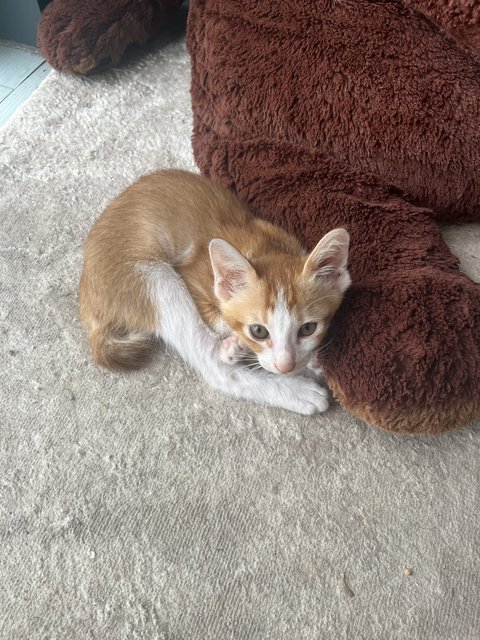 Toro - Domestic Short Hair Cat