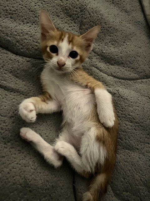Toro - Domestic Short Hair Cat